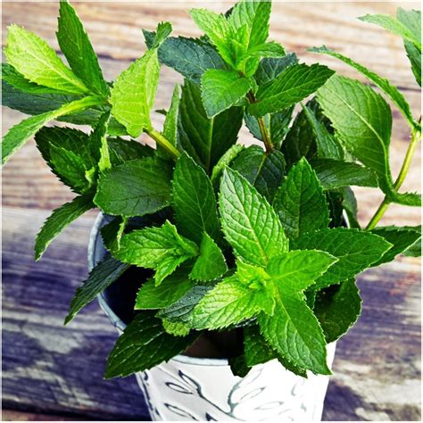 Bring Home Peppermint Plants And Say Goodbye To Spiders And Many Other