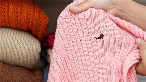The Spices You'll Want In Your Closet To Keep Moths Out - House Digest