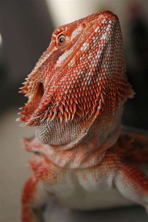 My sister's beautiful bearded dragon is such a princess who loves the camera. : BeardedDragons
