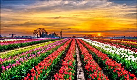 Download White Flower Red Flower Purple Flower Field Colorful Colors