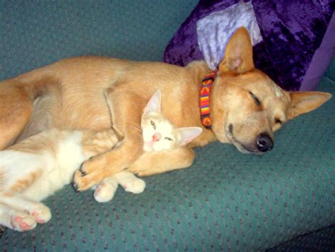 My brother and i were very close in age and we used to fight like cat and dog. 40 Dogs and Cats Who Just Love to Cuddle - Life With Dogs