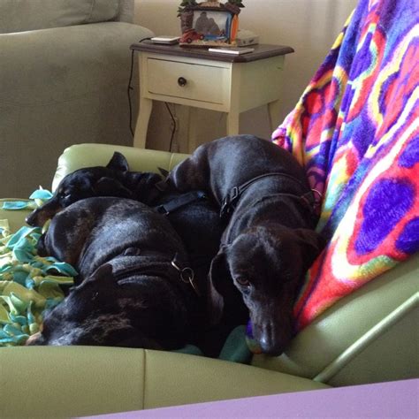 Triple Doxies Sleeping In A Chair Doxie Dachshund Animals