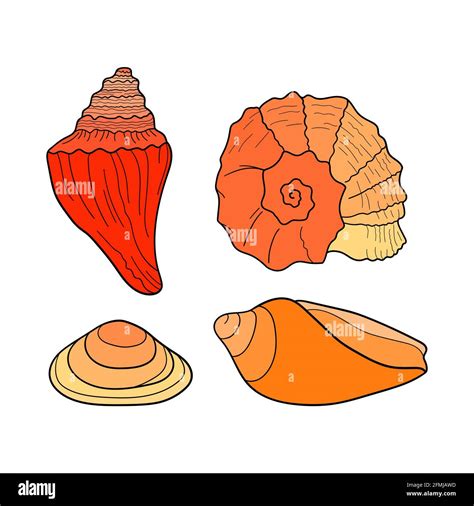 Seashells Set Collection Of Sea Shells Different Forms Hand Drawn