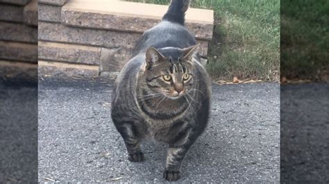 Strongest Cat In The World