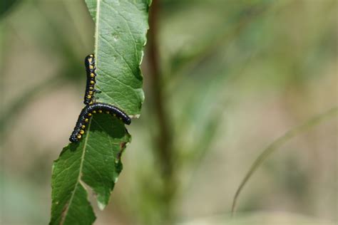 Pests And Diseases Willowpedia