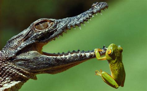 Hanging Frogs Crocodiles Jaws Reptiles Amphibians Wallpapers Hd