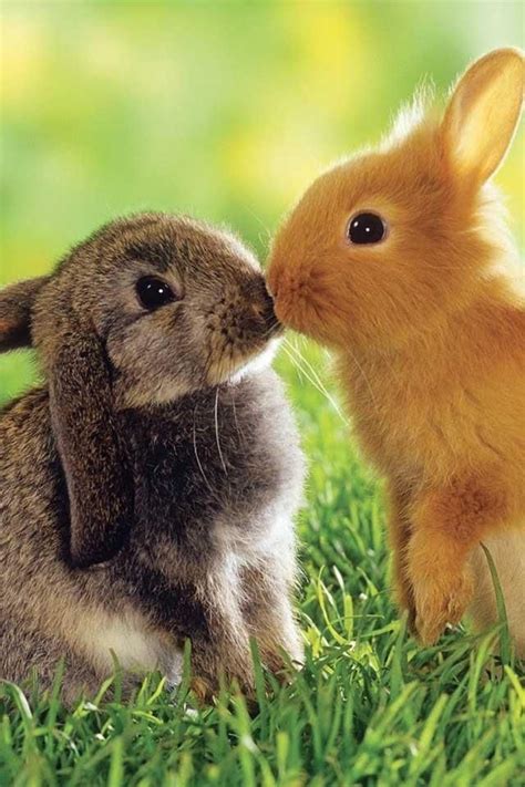 Dos Conejos Besandose Animals Kissing Animals And Pets Funny Animals