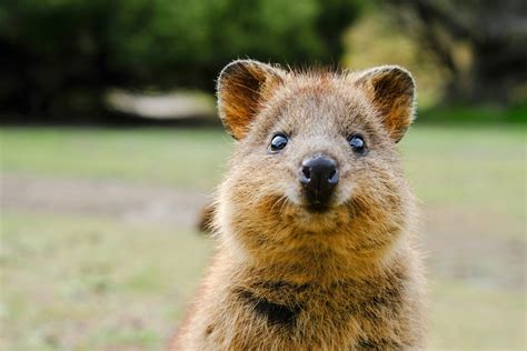 42 Cutest Animals in the World | Reader's Digest