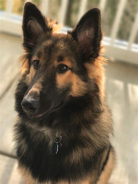 German Shepherd Collie Chow Mix