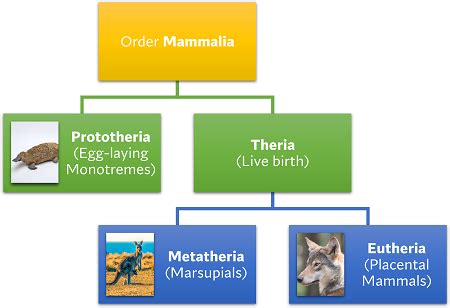 Placental Mammals Examples