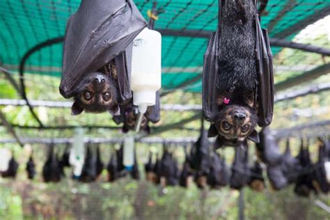 hot houses the race to save bats from overheating as temperatures rise wildlife the guardian