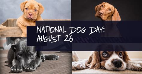 National Dog Day August 26 10 Fun Facts About Dogs