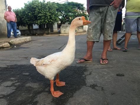 Ph ganso, são paulo, brazil. UM GANSO DE ESTIMAÇÃO !! - Petblog