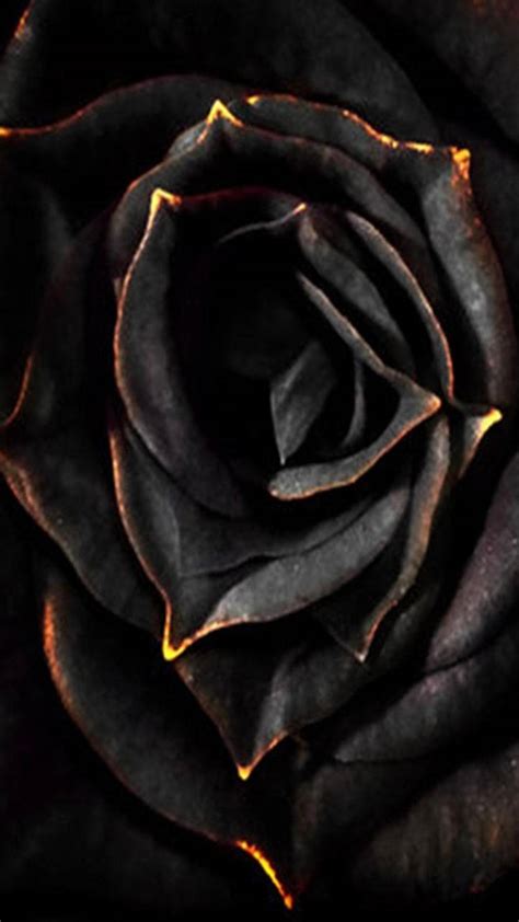 Download Black Aesthetic Rose Burning Wallpaper