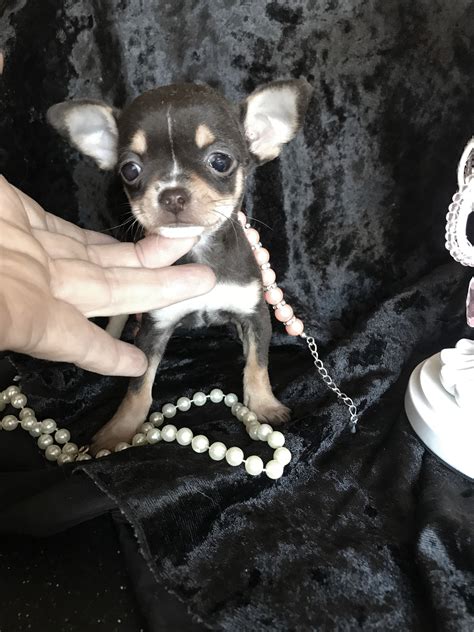 Teacup Chihuahuas Puppies For Sale Applehead Chihuahua Breeder Ca