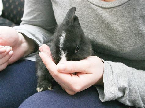 how to care for your rabbit after neutering or spaying