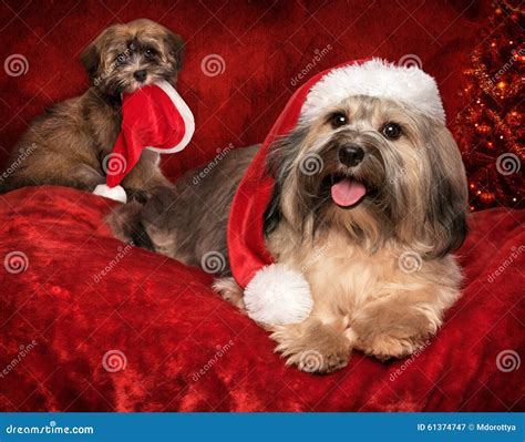 Cute Christmas Havanese Puppy Dog In A Santa Hat Royalty Free Stock