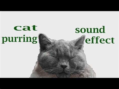 Purrfect sounds is a free collection of submitted cat purrs to be downloaded for sound art and/or personal enjoyment. The Animal Sounds: Cat Purring Sound Effect / Animation ...