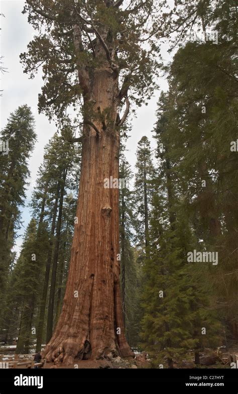 General Sherman Tree Worlds Largest Living Treeage 3200 Years