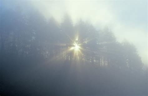 Sun Shining Through Trees And Fog By Design Picsdan Sherwood