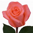 Movie Star Roses - Florabundance Wholesale Flowers