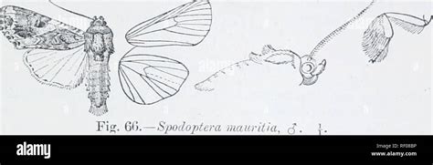 Catalogue Of Lepidoptera Phalaenae In The British Museum Moths