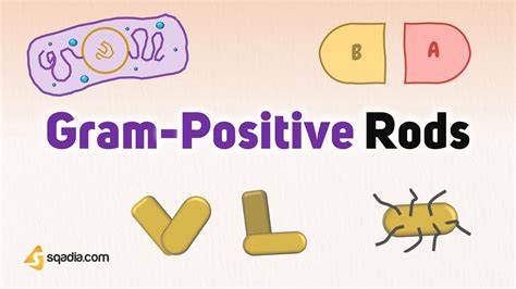 Gram Positive Rods Introduction