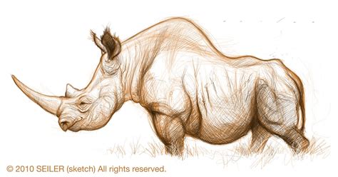 Art Art Rhinos On Pinterest Rhinos Baby Rhino And Horns