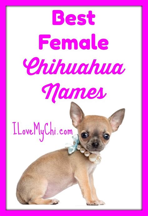 Best Female Chihuahua Names Chihuahua Names Teacup Chihuahua Puppies