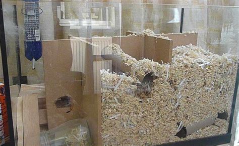 Gerbil House Hamster Diy Cage Gerbil Cages Hamster House Diy Gerbil