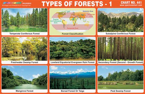 Spectrum Educational Charts Chart 441 Types Of Forest 1