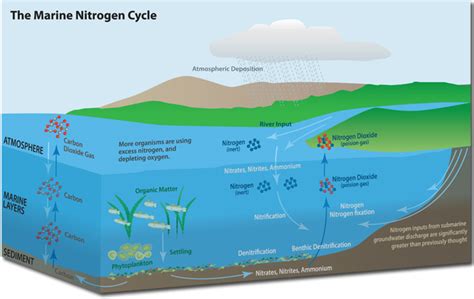 Ny Sea Grant Nysg Research News A Chemical Clock To Study Coastal