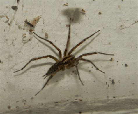 Brown Recluse Loxosceles Reclusa The Spider Guide