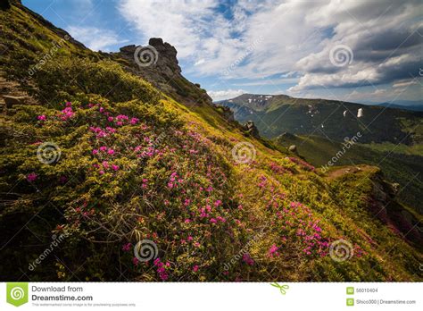 Magic Pink Rhododendron Flowers In The Mountains Stock Photo Image Of
