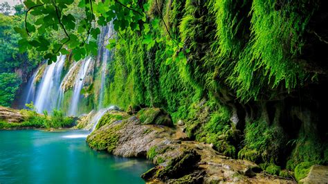 Tropical Rainforest Wallpapers Top Free Tropical Rainforest