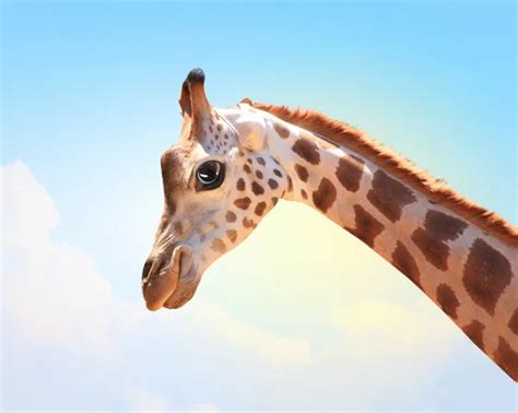 Muzzle Fun Spotted Giraffe Stock Photo By ©sergeynivens 26421135