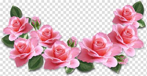 Rose Flower Pink Pink Roses Decoration Pink Rose Illustrations