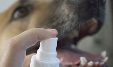 Best Dog Dental Spray 2024 An Expert Guide Pet Guide Reviews