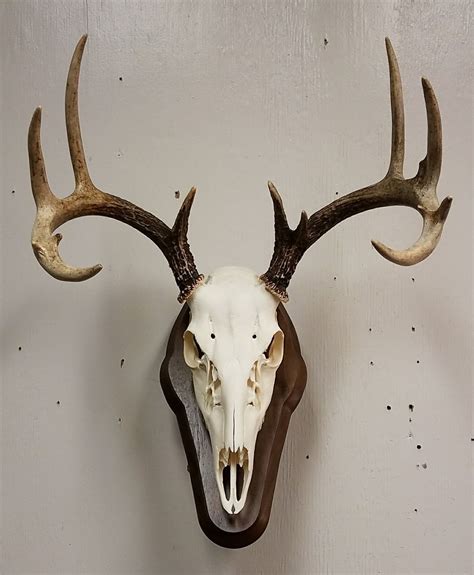Whitetail Deer Skull Mount Taxidermy Done By The Mad Taxidermist Rob