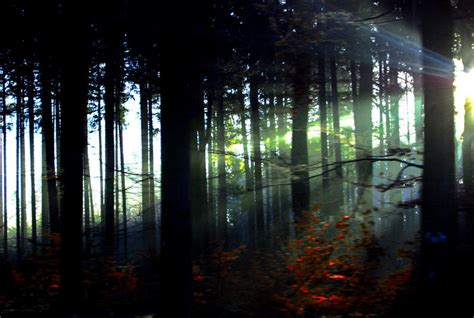 Lost Woods By Ricardoestrada On Deviantart