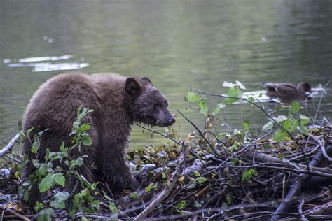 Hungry Bear Photograph By Brad Scott Fine Art America