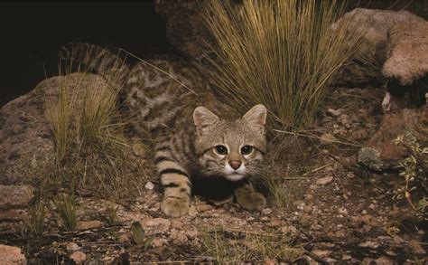 Secrets Of The Worlds 38 Species Of Wild Cats National