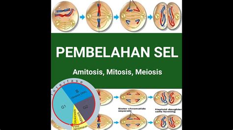 PEMBELAHAN SEL Amitosis Mitosis Meiosis YouTube