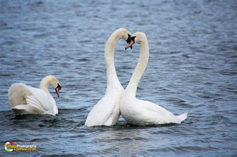 Bird and Landscape Photography Course at Rutland Water