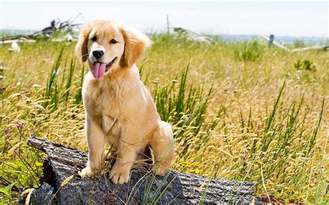 We did not find results for: Golden Retrievers Wallpapers - Wallpaper Cave