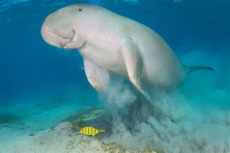 The Animals Of The Great Barrier Reef