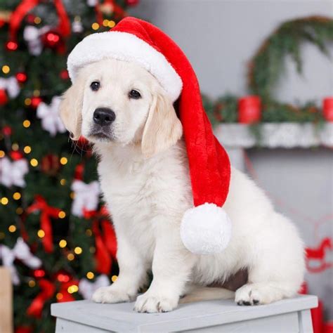 Merry Christmas Golden Retriever Puppy Goldenretrievers Christmas