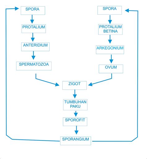 Metagenesis Tumbuhan Paku Homospora Kumpulan Materi