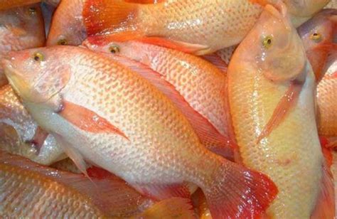 Beli ikan balado online terdekat di {city name} berkualitas dengan harga murah. Ikan Kakap - Altarafish