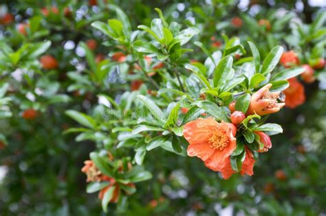 Punica Granatum Pomegranate Tree In Bloom Stock Photo Image Of Fresh